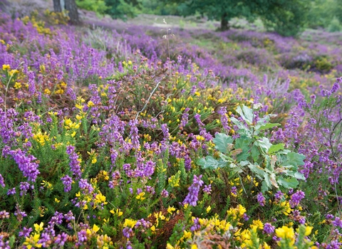 Heathland