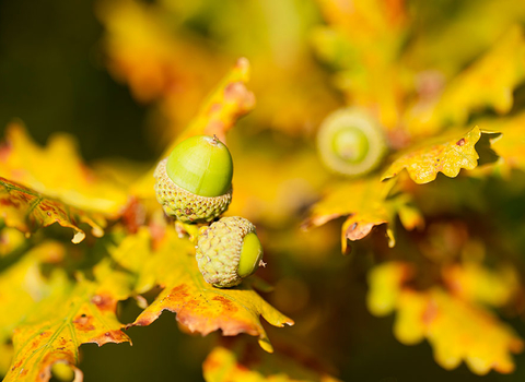 Oak leaves