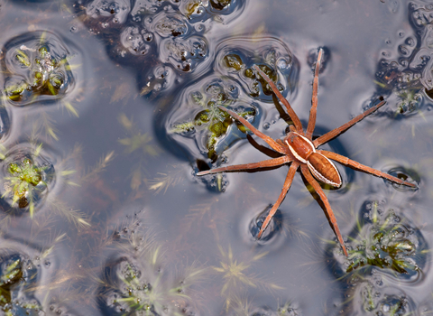 Raft spider