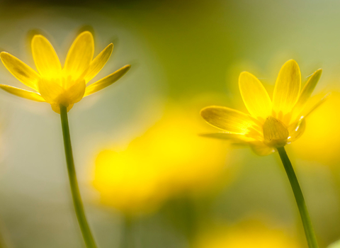 Lesser celandine 