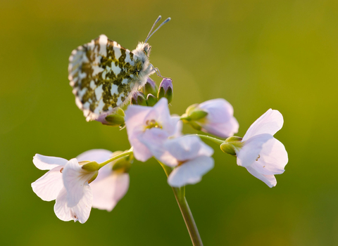 Orange tip butterfly