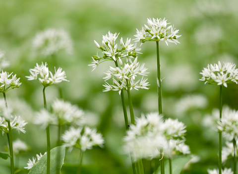 Wild Garlic