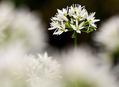 Wild garlic