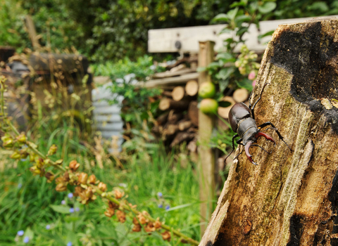 Stag beetle on log pile