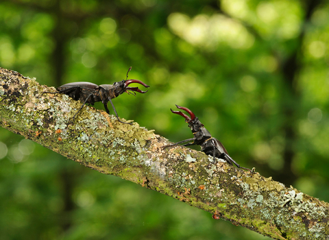 Stag beetles