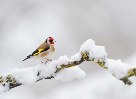 Goldfinch