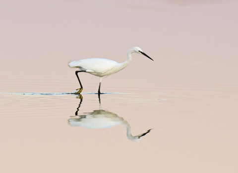 Little egret