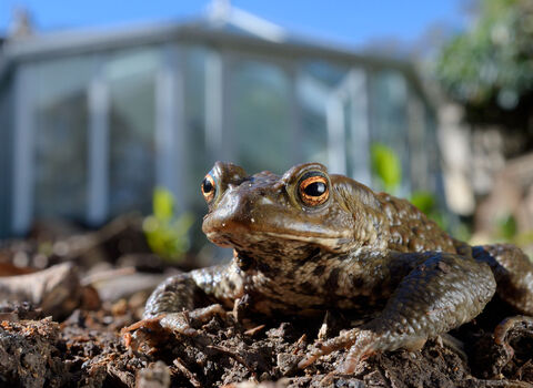 Common frog in garden