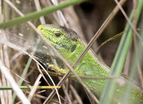 Basking reptiles | Surrey Wildlife Trust