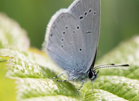 Small blue butterfly