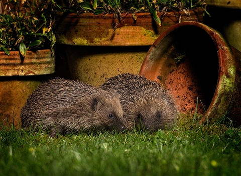 Hedgehogs in garden