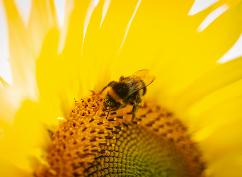 Bee on sunflower