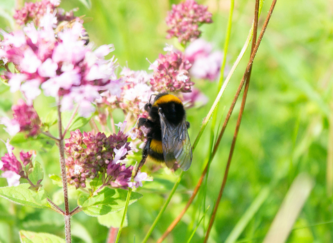 Bumble bee on marjoram