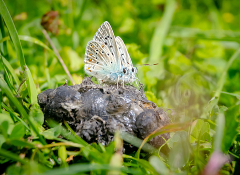  Common blue butterfly on animal dropping