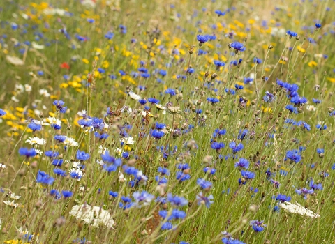 Wildflower meadow in Surrey