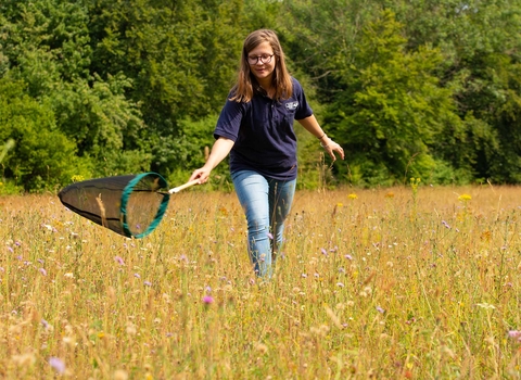 Surrey Wildlife Trust staff member sweep netting in meadow