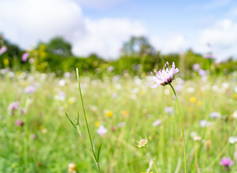 Scabious on Sheepleas nature reserve