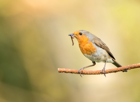 Robin with worm