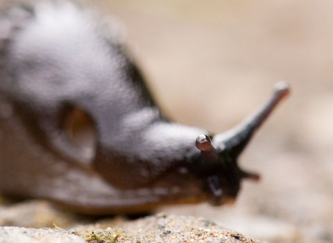 Slug