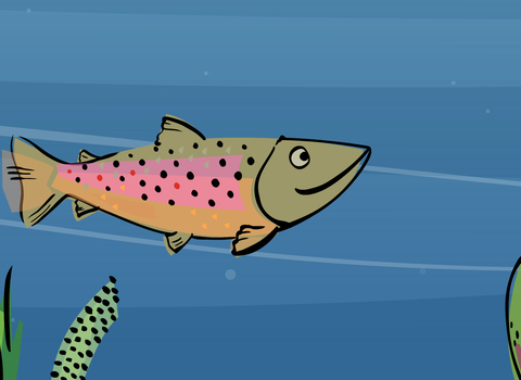 Healthy Rivers Trout