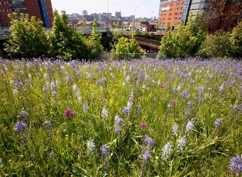 Urban nature in city centre