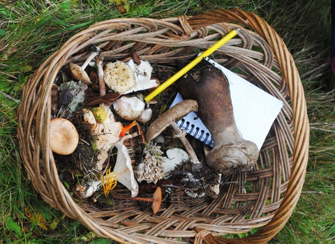  Fungi collection