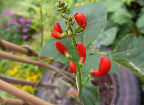 Runner beans growing in a old tyre