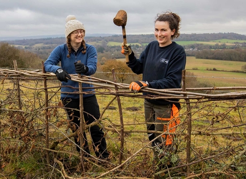 Hedgelaying in the Surrey Hills