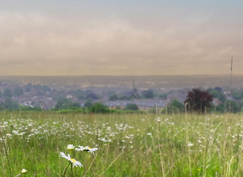 Pewley Meadows