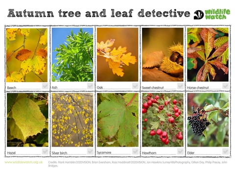 Autumn leaf spotter sheet