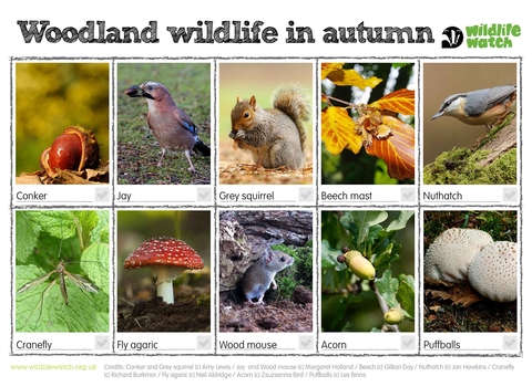 Woodland wildlife autumn spotter sheet