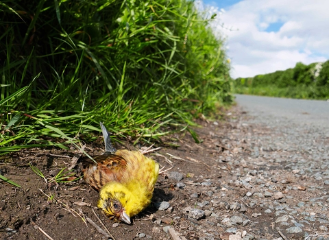 Yellowhammer dead at side of road