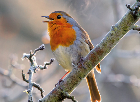 Christmas card with a singing robin