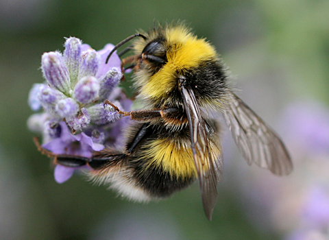 A White-tailed Bumblebee perches on a purple flower
