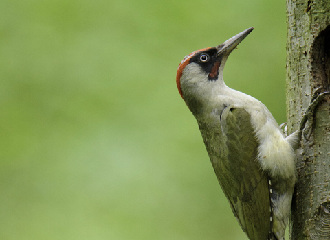 Green woodpecker