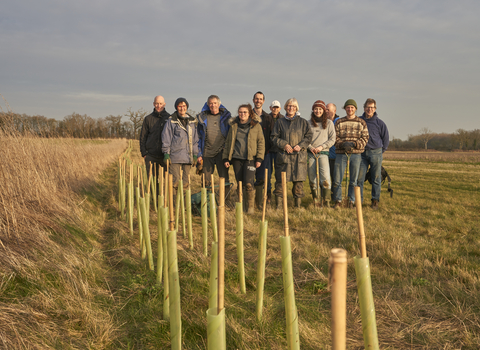 hedge planting