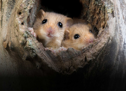 Two Dormice peeping out of a hole in a tree