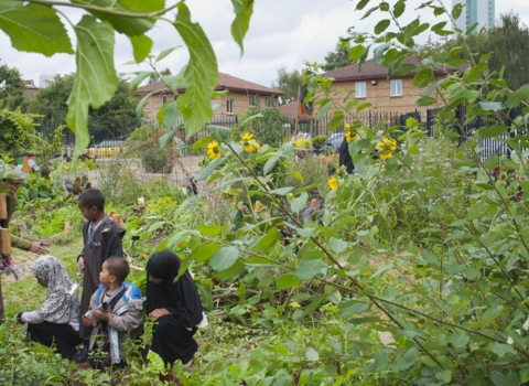 A community garden