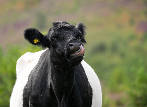 Belted Galloway Cow