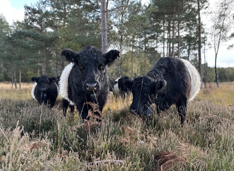 Belted Galloway cows on Chobham common