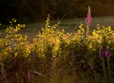 Hedgerow