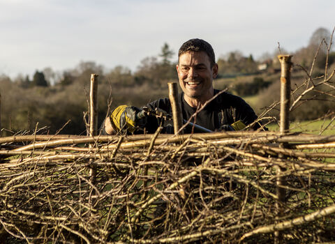 Hedgelaying