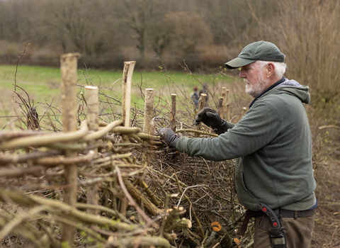A man laying a hedge in the South of England style
