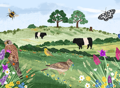 Chalk grassland illustration