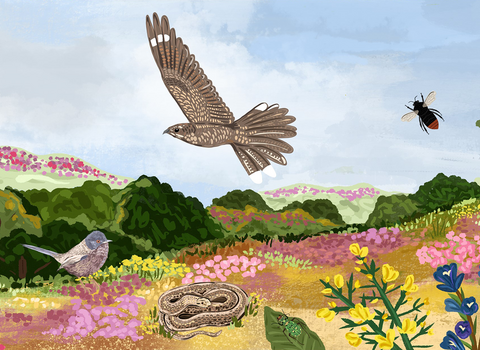 Heathland illustration