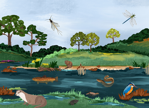 Wetland illustration
