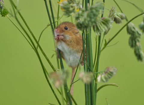 Harvest mouse