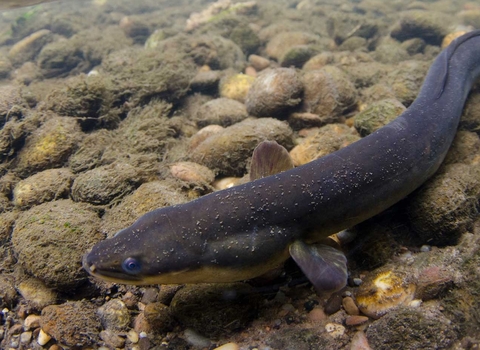 European Eel