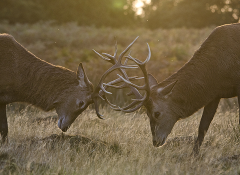 Two red deer stags clashing antlers in a field of long, dry grass