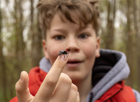 A child holding a beetle